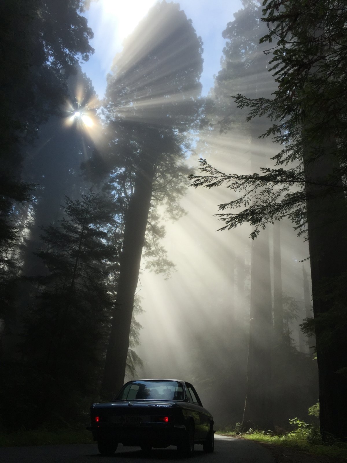 2016 Redwoods.jpg