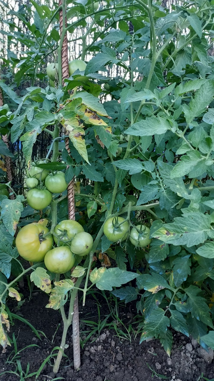 20220712_072643.jpg