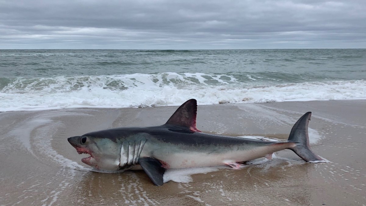beach-shark.jpg