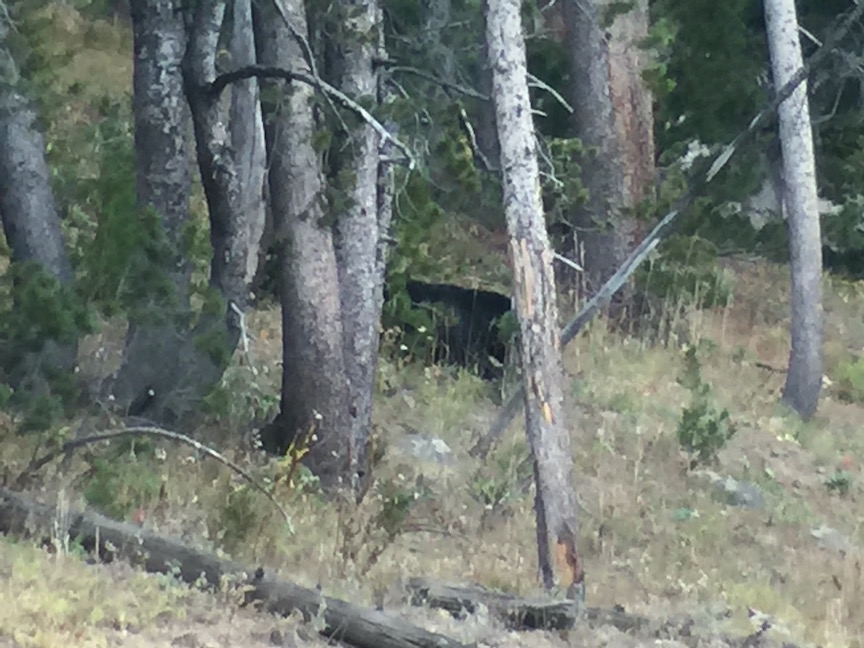 Black Bear copy.jpg