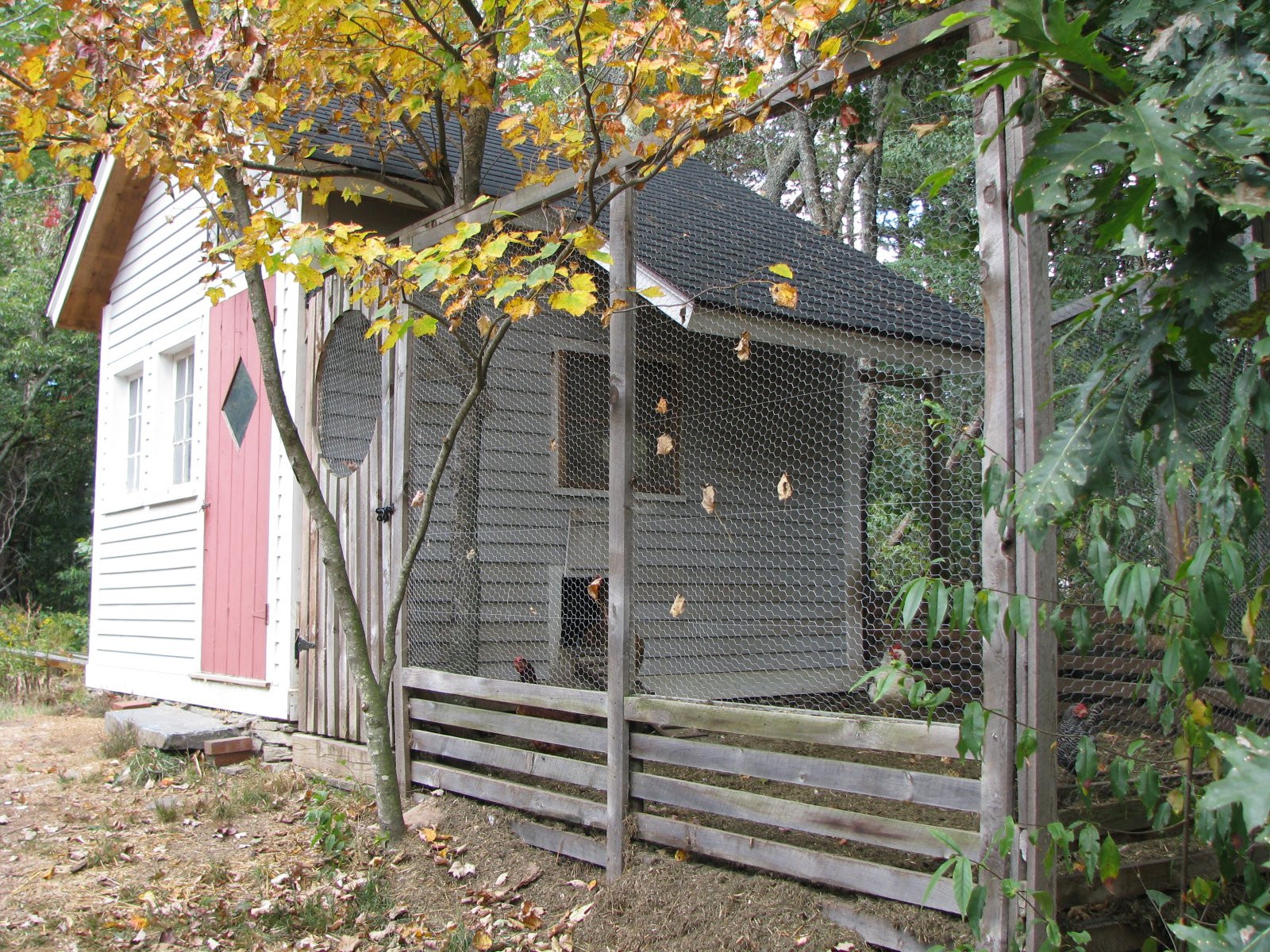 Chicken Coop Sided 02.JPG