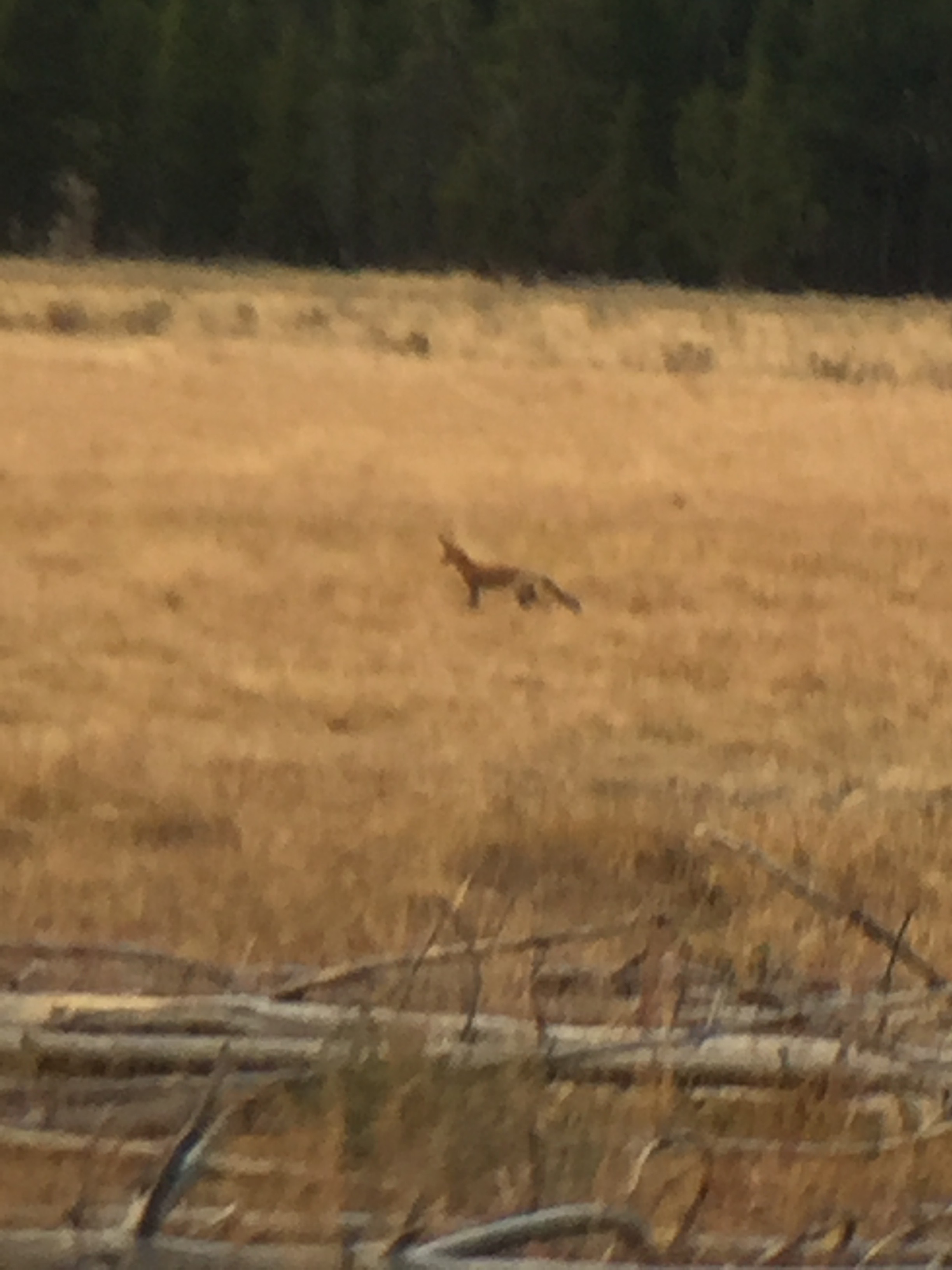 Fox.jpg