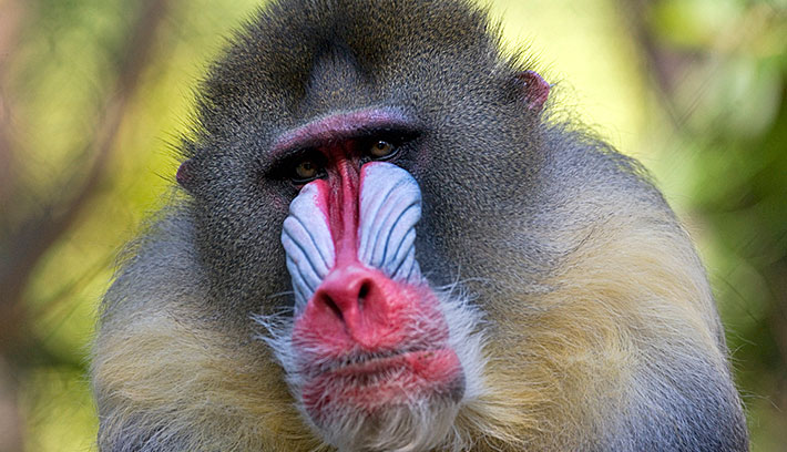 mandrill.jpg