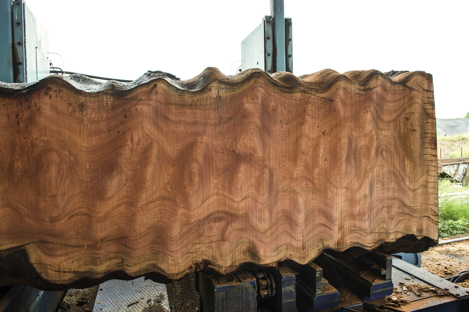sapele_sample_picture_51.jpg