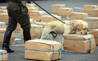 k9.jpg