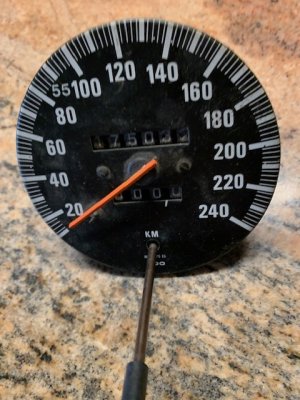 Speedo.jpg