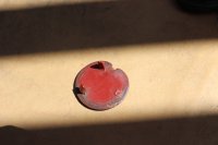 IMG_7935.JPG