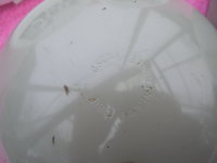 SV105437.JPG