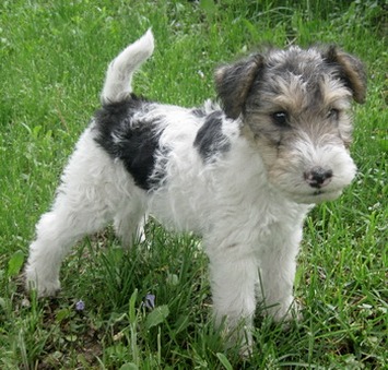 Wire_Fox_terrier_puppy.jpg