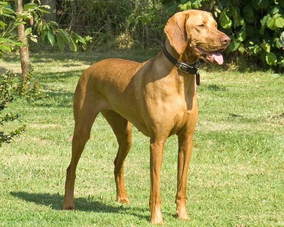 vizsla.jpg